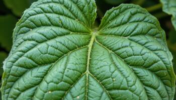 close up view of bitter gourd leaves with divided lobes and soft green hairs. photo