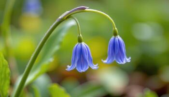 close up view of a bluebell flower hanging like a tiny bell with delicate, arching stems. photo