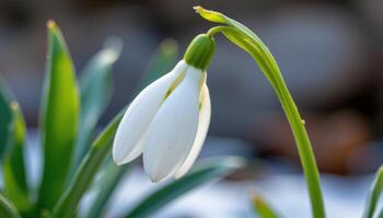 close up view of a snowdrop flower bowing gently with translucent white petals in late winter. photo