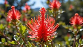 close up view of a bottlebrush flower with bright red filamentous spikes glowing in sunlight. photo