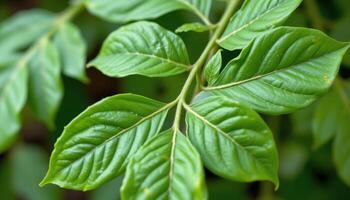 close up view of a curry leaf with smooth, elliptical blades arranged symmetrically on a stem. photo