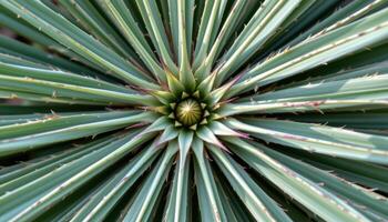 close up view of a yucca plant leaf with sharp tips and linear shapes arranged in a radial form. photo