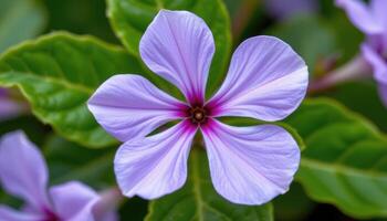 close up view of a periwinkle flower with lilac petals forming a perfect five pointed star. photo