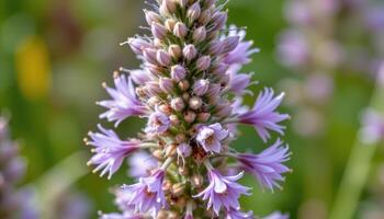 close up view of a blazing star flower with fuzzy spikes of lavender blooms arranged vertically. photo
