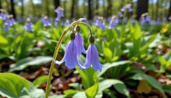 close up view of a virginia bluebell flower with drooping pastel blue bells in a shady woodland setting. photo