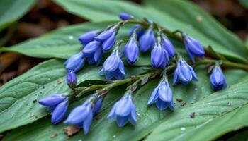 close up view of bluebell leaves lying flat with slender, smooth forms. photo