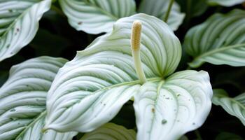 close up view of peace lily leaves with smooth, arching lines and glossy surfaces. photo