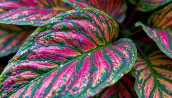 close up view of croton leaves with wild color patterns and vivid textures. photo