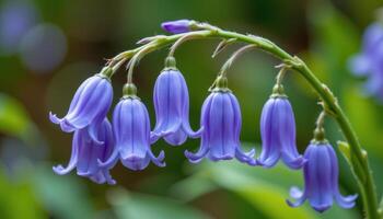close up view of a bluebell flower with bell shaped blossoms hanging gracefully from an arching stem. photo