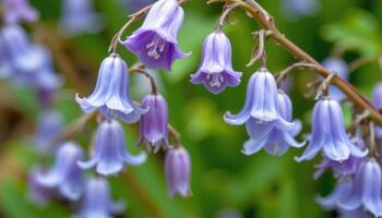 close up view of a virginia bluebell with soft lavender blue bell shaped flowers cascading downward. photo
