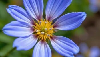 close up view of a flax flower with simple blue petals and a yellow throat. photo