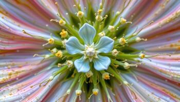 close up view of a love in a mist flower with fine thread like foliage encircling a pale blue bloom. photo