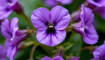 close up view of a wild violet blossom with heart shaped petals and a deep purple hue. photo