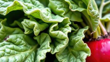 close up view of radish leaves with crinkled edges and tiny hairs along the surface. photo