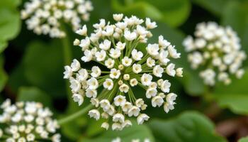 close up view of a bishop's flower with umbrella shaped clusters of tiny white blooms arranged symmetrically. photo