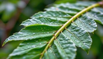 close up view of a neem tree leaf stem with alternating leaflets tapering toward the end. photo