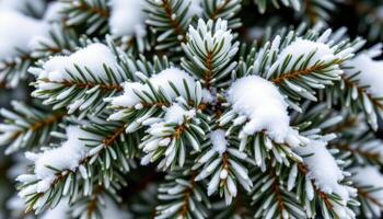 close up view of snow covered evergreen leaves with frosty edges and crystalline detail. photo