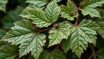 close up view of elder leaves with five pointed structures and thin veins threading through. photo