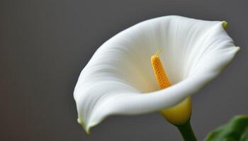 close up view of a single calla lily in pure white with an elegant, sculptural curve. photo