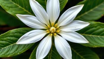 close up view of a stephanotis flower with waxy white petals in a perfect star formation. photo