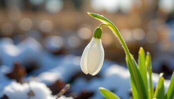 close up view of a white snowdrop flower bending gently with translucent petals catching the winter light. photo