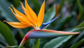 close up view of a bird of paradise flower with vibrant orange and blue petals in a bold, angular composition. photo