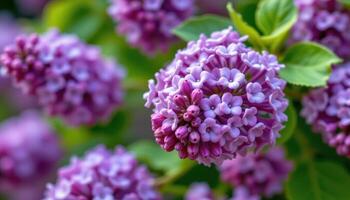 close up view of a lilac cluster composed of hundreds of tiny purple blossoms forming a dense floral cone. photo