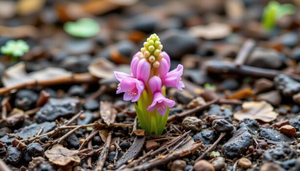close up view of a toothwort flower cluster emerging from damp forest soil in soft pink hues. photo
