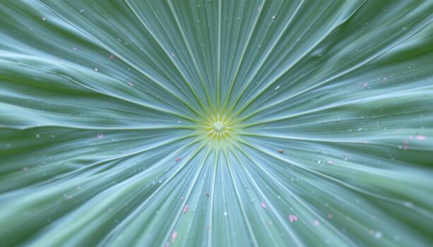 close up view of a lotus leaf with a broad, round surface and visible radiating lines reaching from the center. photo