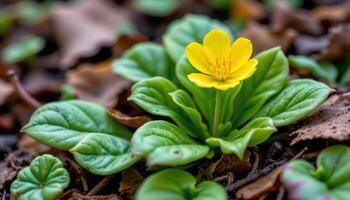 close up view of a winter aconite bloom with buttercup like petals nestled among green bracts. photo