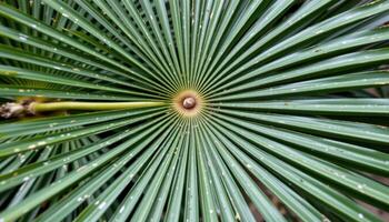 close up view of a palm frond with long, linear leaflets fanned out in a perfect radial pattern. photo