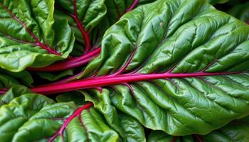 close up view of swiss chard leaves with multicolored stems and vibrant veins running through the green surface. photo