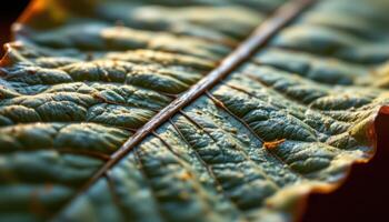 close up view of a tobacco leaf with long central vein and curled edges in warm light. photo