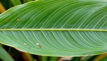 close up view of a sugarcane leaf with a long, blade like shape and linear veins. photo