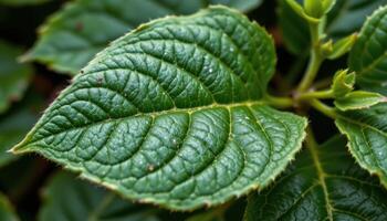 close up view of colocynth leaves with sharply divided lobes and slightly rough texture. photo