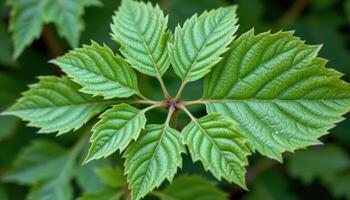 close up view of an elderberry leaf cluster with serrated edges and symmetrical pairs. photo