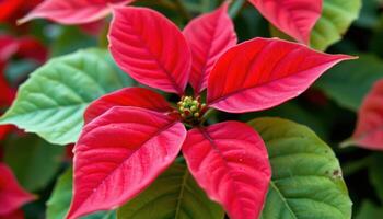 close up view of bright red poinsettia bracts with delicate veins and smooth edges. photo
