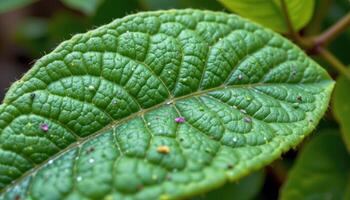 close up view of young guava leaves showing tender, reddish green surfaces with fine hairs. photo