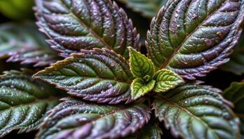 close up view of anise hyssop leaves with serrated borders and fragrant oils shimmering on the surface. photo