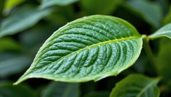 close up view of a tea plant leaf with elongated shape and sharp, clean lines. photo