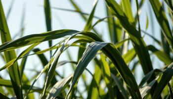 close up view of sugarcane leaves with sharp, linear forms and wind bent silhouettes. photo