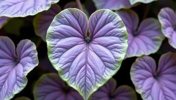 close up view of violet leaves with a soft heart shape and slightly wrinkled textures. photo