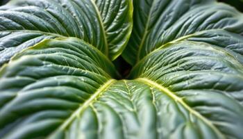 close up view of plantain leaves with huge, smooth blades and central midrib ridges. photo