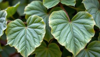 close up view of tulip tree leaves with unique tulip shaped silhouettes and clean veins. photo