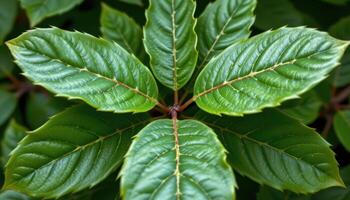 close up view of rowan tree leaves arranged in opposite pairs with smooth shapes. photo