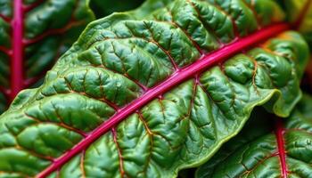 close up view of swiss chard leaves with a bold green surface intersected by vibrant red and orange veins. photo