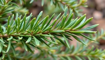 close up view of rosemary leaves, needle like and dark green, stretching outward from a woody stem in sharp angles. photo