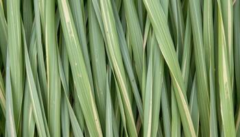 close up view of thin lemongrass leaves overlapping in straight vertical patterns. photo