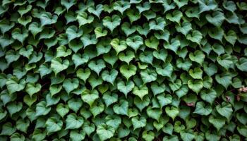 close up view of dense ivy leaves covering a shaded wall in thick tangled layers. photo