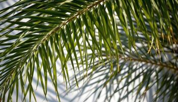 close up view of palm fronds interlocking above, casting strong striped shadows below. photo